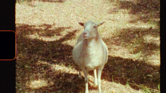 Wolfen Color 200 Super 8 Farbnegativfilm
