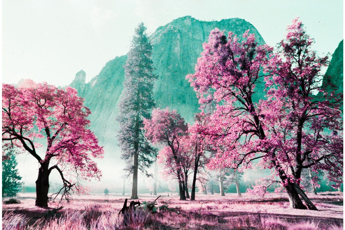 Lomochrome Purple